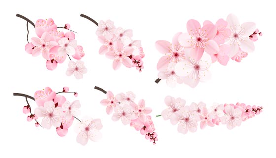 六枝美丽的桃花矢量素材(EPS/免扣 PNG)