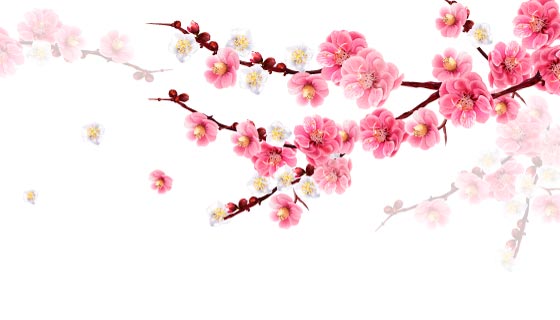 树枝上的桃花和桃花花苞矢量素材(EPS)