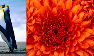 jQuery图片文字无间断滚动插件YLMarquee