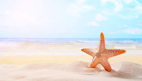 立在海滩上的海星设计清新夏天背景图片素材(JPG)