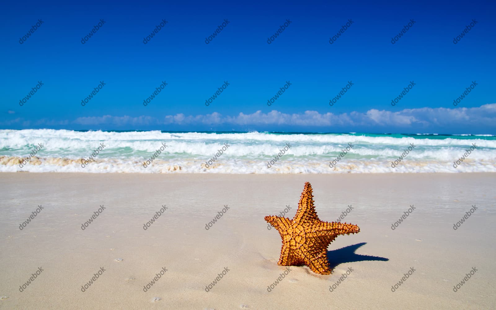 立在海滩上的海星设计清新夏天背景图片素材(JPG)