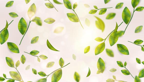 逼真清新的茶叶矢量素材(EPS/AI)