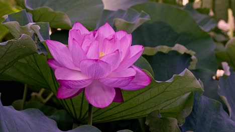 荷叶丛中一朵美丽的粉色荷花