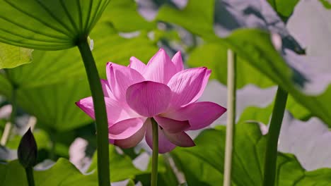 微风中摇曳的粉红色荷花