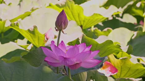 荷叶丛中的粉色荷花和花苞