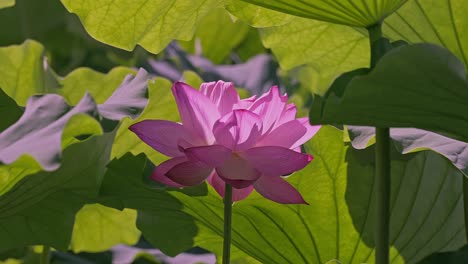 微风中轻轻摇曳的粉色荷花