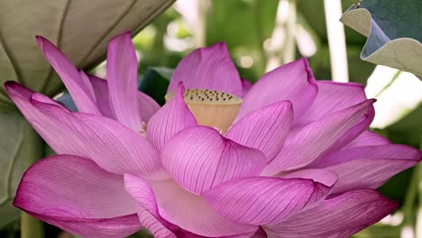 绽放开的露出莲蓬的粉色荷花