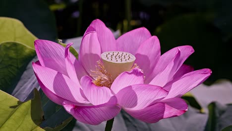 绽放开的露出莲蓬的粉色荷花