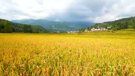 秋天成熟了的金色稻谷