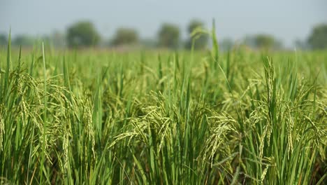 微风中左右摇摆的稻穗