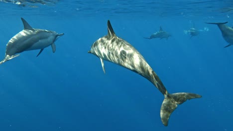 海豚在的蓝色平静的海水中缓慢游动