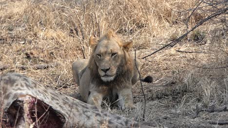 雄狮躺在猎物长颈鹿旁边