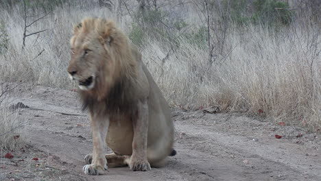 气喘吁吁的狮子躺在地上休息
