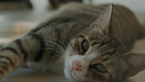 一只昏昏欲睡的虎斑猫躺在地板上