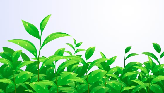 逼真的茶叶矢量素材(EPS/AI)