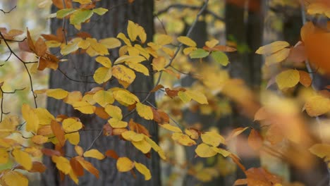 秋天季节森林里随风晃动的叶子