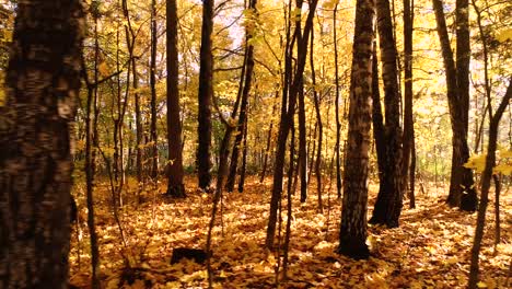 秋天季节森林里到处都是金黄色