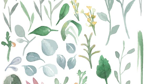 水彩花卉叶子矢量素材(EPS/PNG)