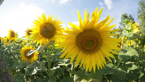 风中摇曳的向日葵