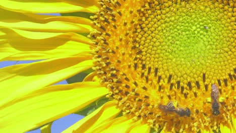 金色向日葵上采集花粉的蜜蜂