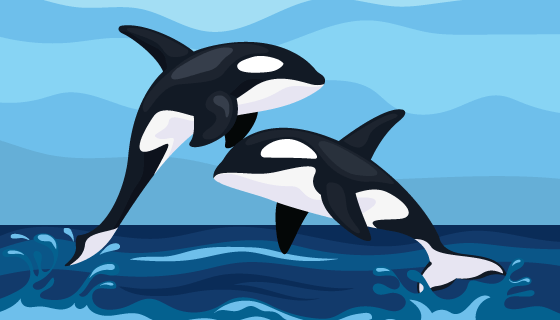 跳出海面的虎鲸矢量素材(EPS/SVG)
