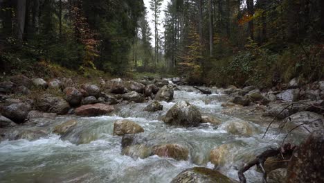 森林里有许多石头的河流