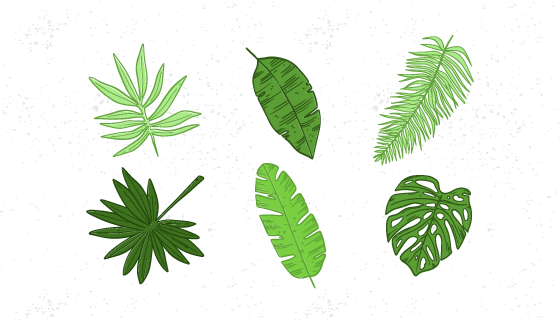 热带树叶集合矢量素材(EPS/AI/PNG)