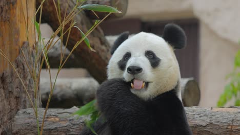 专心吃竹子的熊猫慢动作