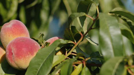 阳光下成熟诱人的桃子