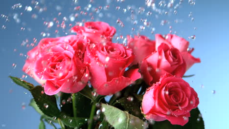 给美丽的粉红色玫瑰花浇水