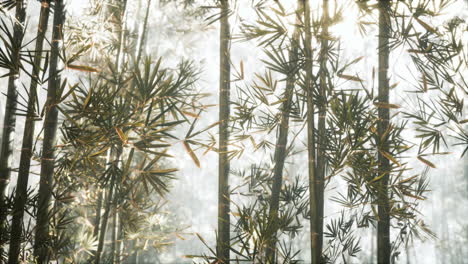 清晨的阳光照耀着细长挺拔的竹子