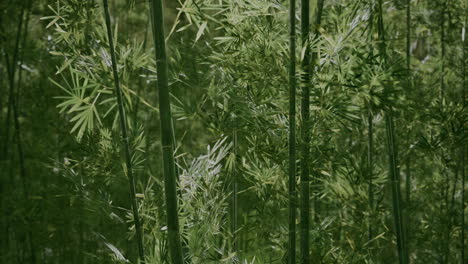 竹林里青翠修长的竹子