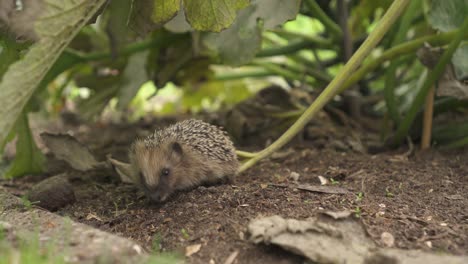 在花园里寻找食物的小刺猬
