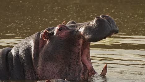 在水里张着大嘴巴打哈欠的河马