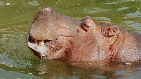 一只在水里吃东西的河马