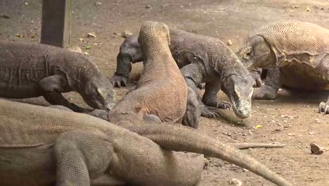 动物园里一群科莫多巨蜥在玩耍