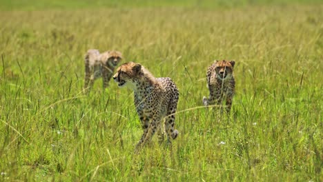 三只小猎豹行走在草原上