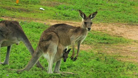 袋鼠妈妈带着袋鼠宝宝在草地上休息