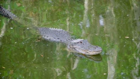 一条鳄鱼在水里慢慢地抬起头