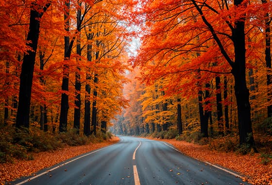 道路两旁美丽的秋天景色图片素材(JPG)