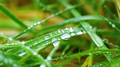 花园里布满露珠的小草