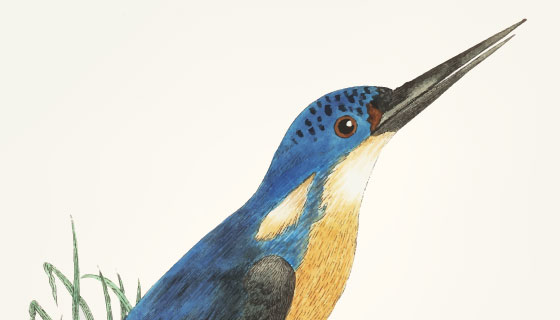手绘深蓝色翠鸟矢量素材(EPS/PNG)
