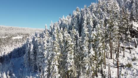 阳光照耀着被大雪覆盖的山林