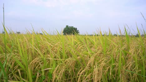 金色的稻谷在秋风中摇曳