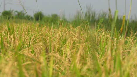 稻田里一片金黄色的稻子