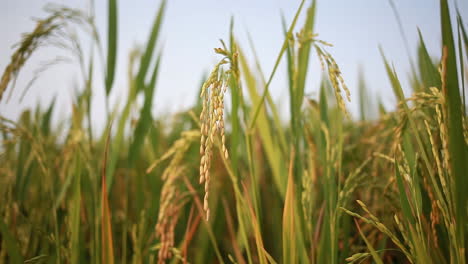 在风中摇曳的黄色稻谷