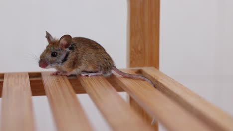 木架上的一只一动不动的小老鼠