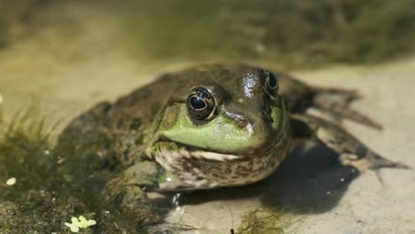 浅水池里一只不停呼吸的青蛙