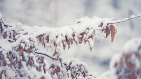 冬天的下的第一场雪覆盖在树枝上