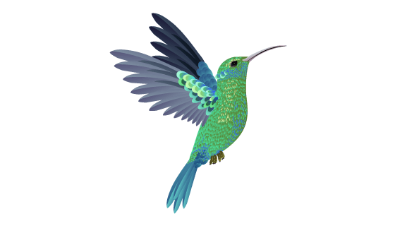 漂亮的蜂鸟矢量素材(EPS/PNG)